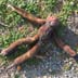 Fake Roadkill Prank