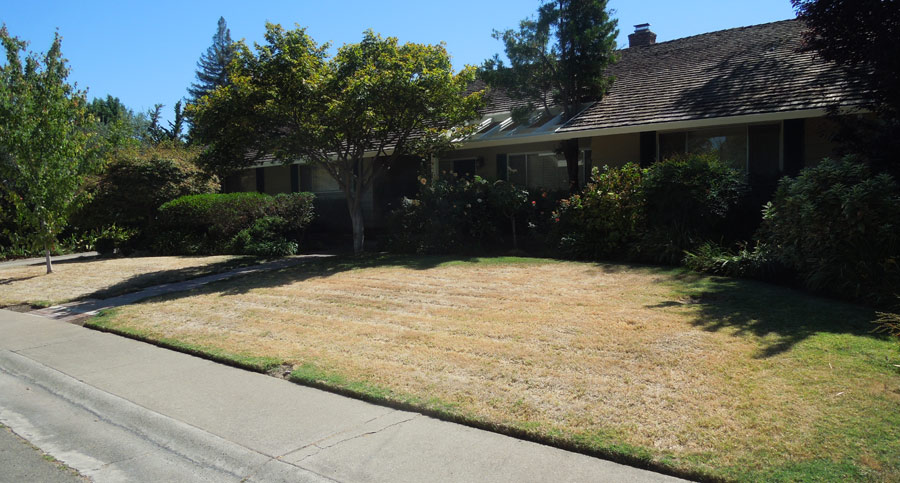 Brown Lawn