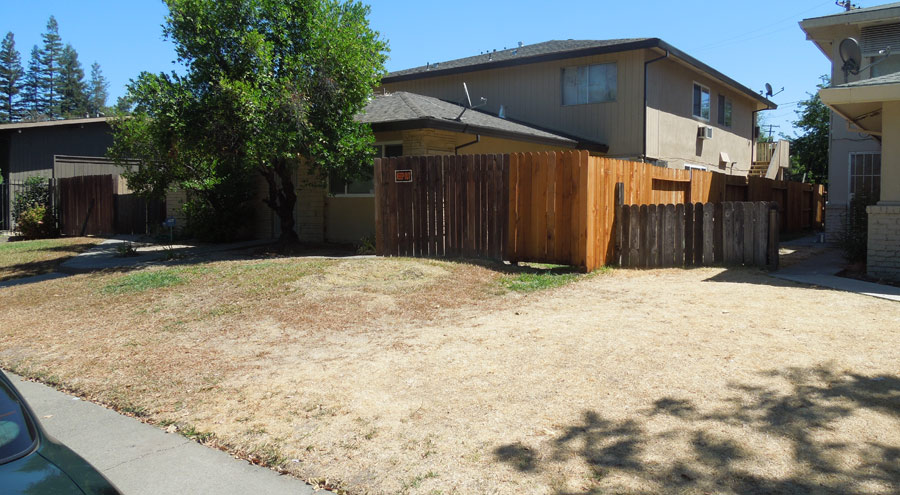 Brown Lawn