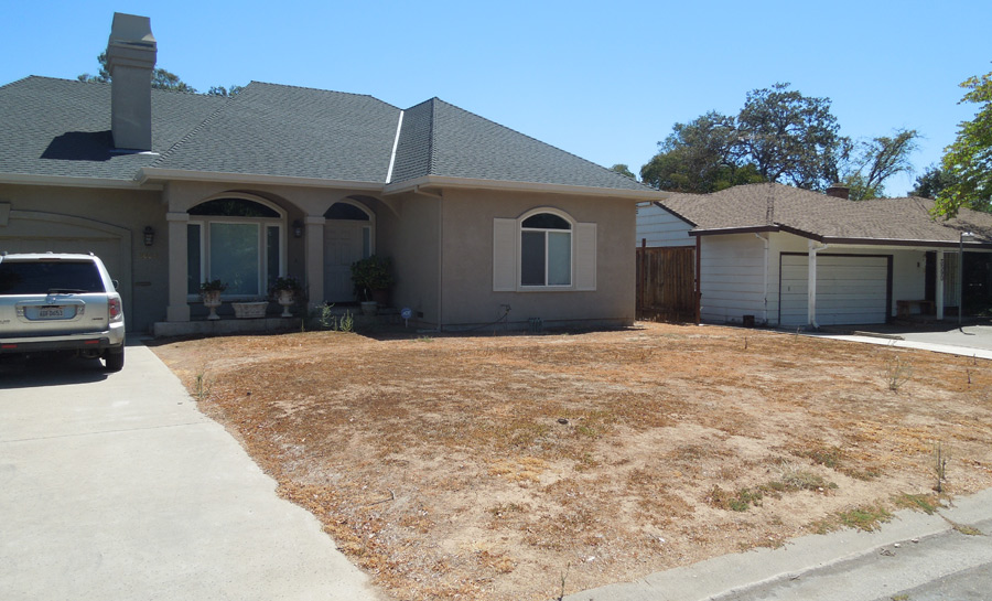 Brown Lawn