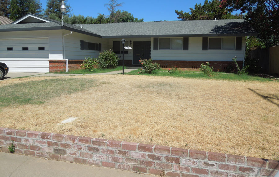 Brown Lawn