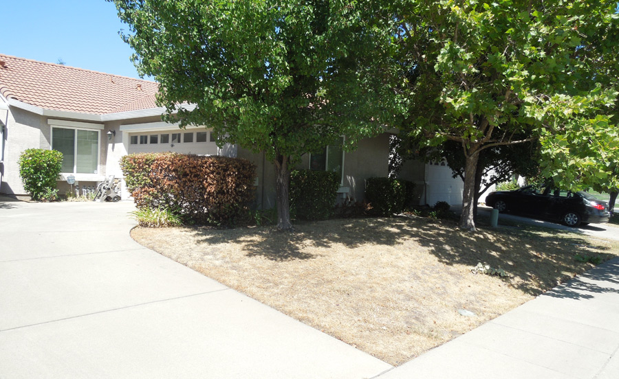 Green Lawn