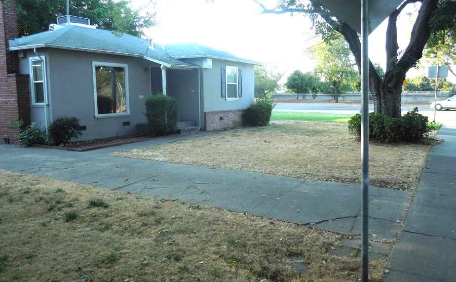 Brown Lawn