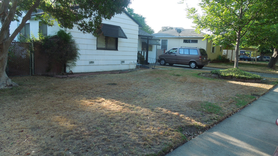 Green Lawn