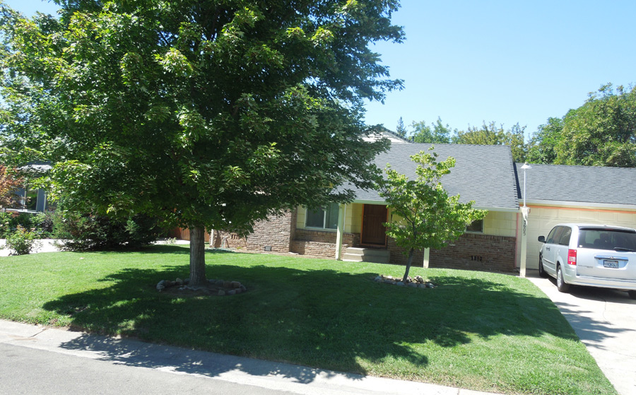 Green Lawn