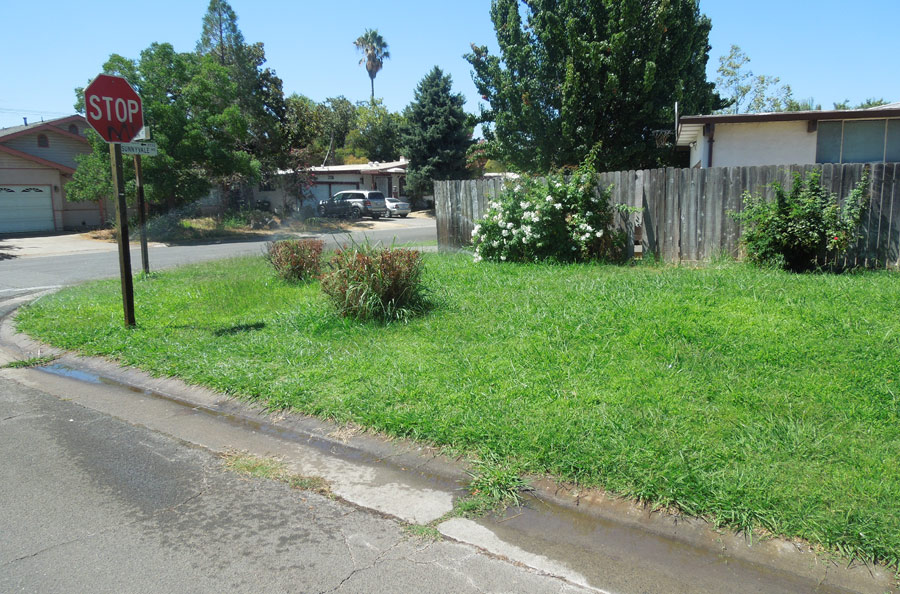 Green Lawn