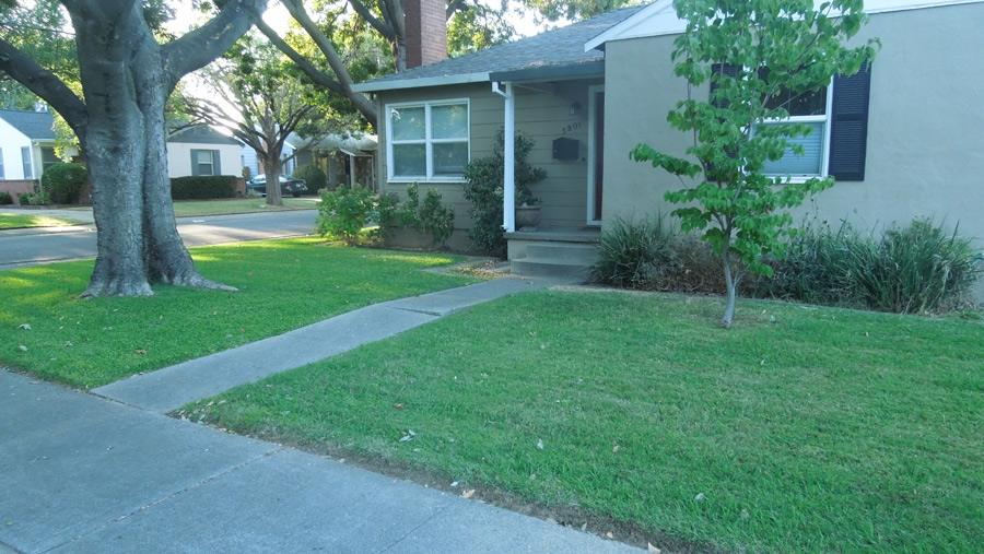 Green Lawn