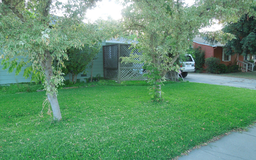 Green Lawn