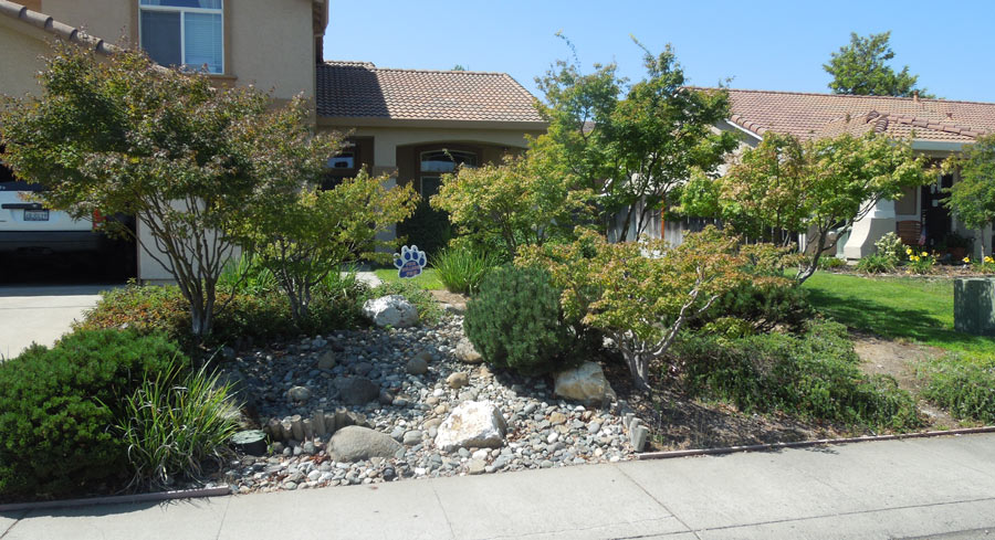 bulldog house with no lawn