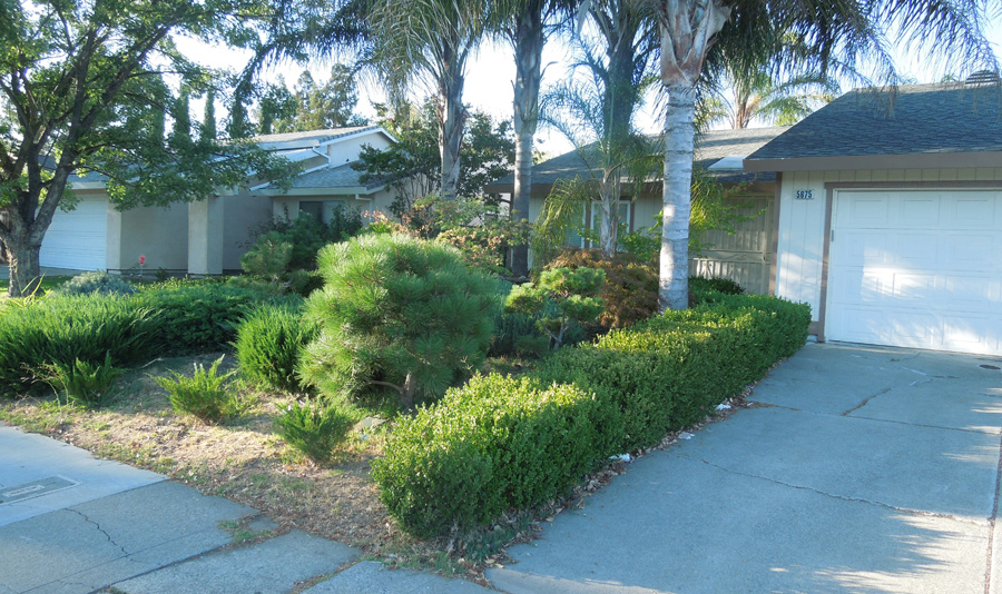 lawn free