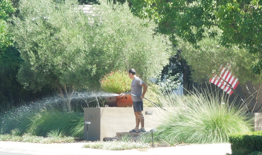 Olive Tree Yard