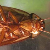 How to Dessicate a Cockroach