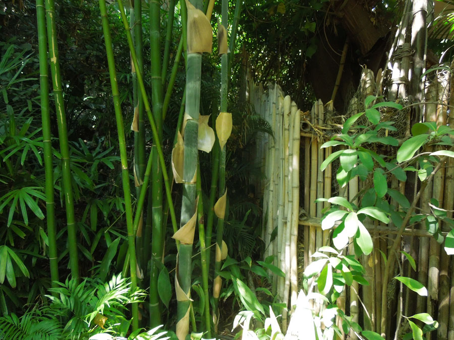 Disneyland Indiana Jones Ride