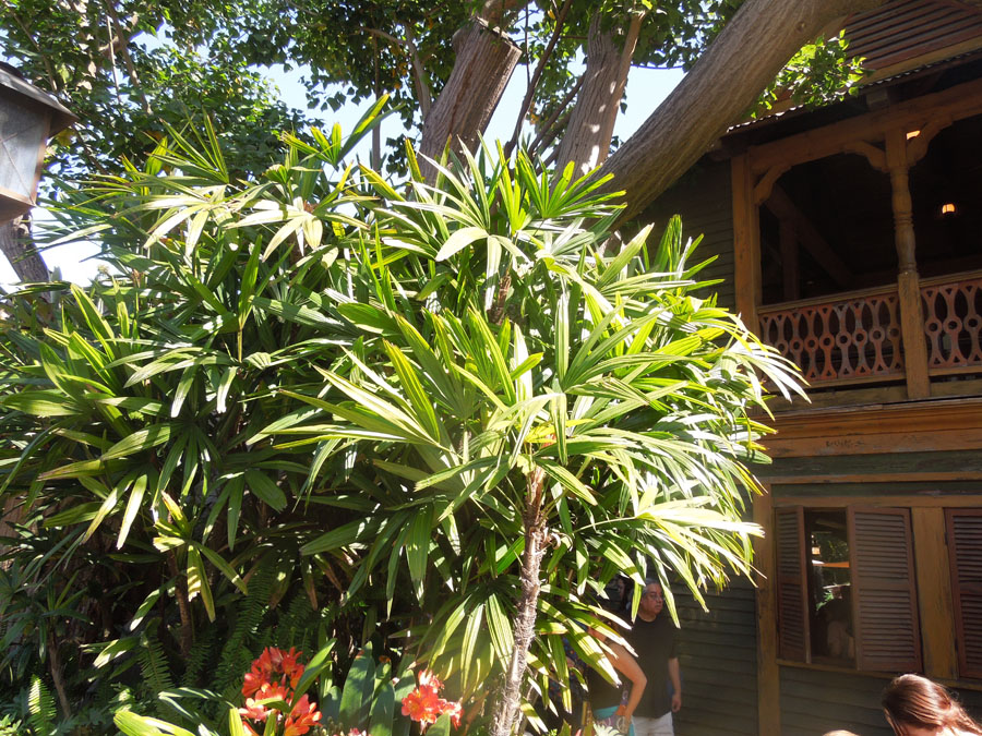 Disneyland Adventureland south side