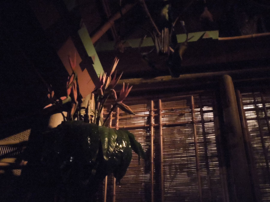 Disneyland Jungle Cruise in Adventureland