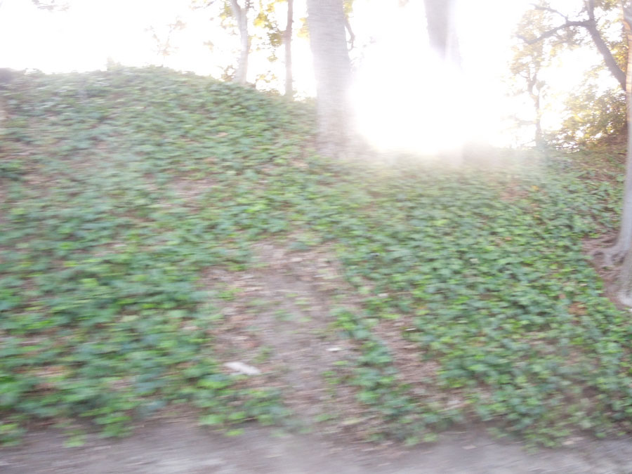 Disneyland Critter Country Train Picture