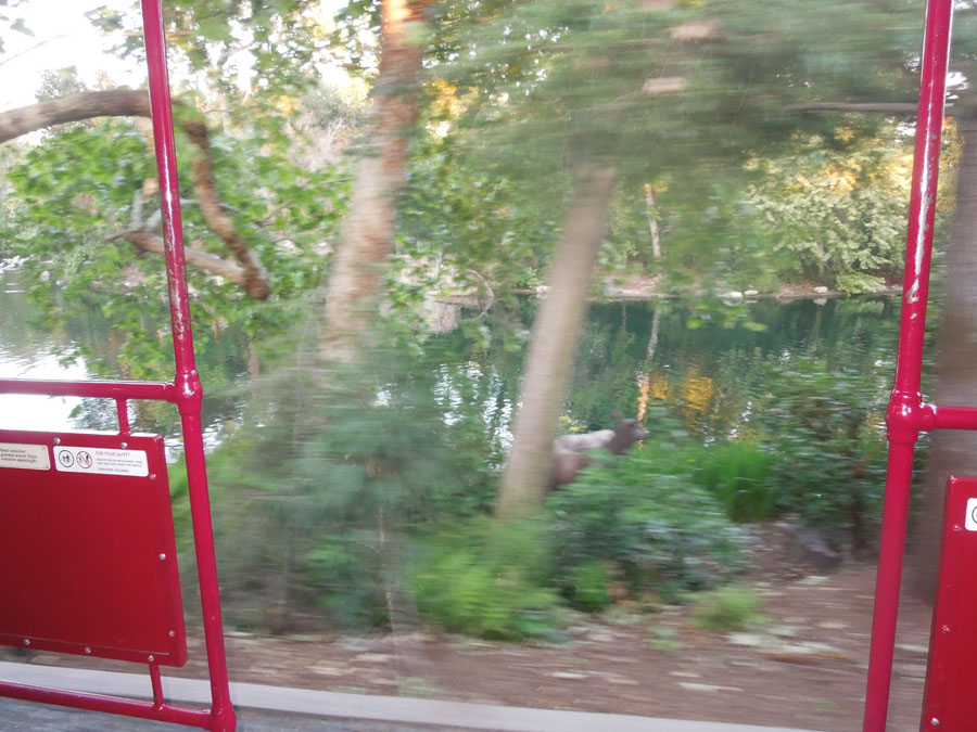 Disneyland Critter Country Train Picture