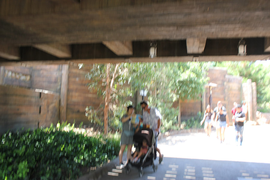 Bear exit in Galaxy's Edge