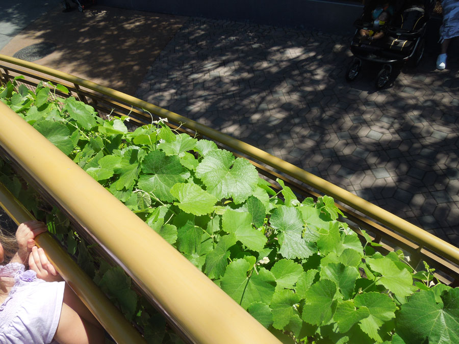 Disneyland Tomorrowland: Autopia